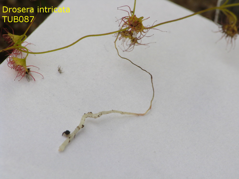 intricata6.jpg