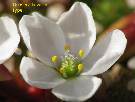 Drosera lowriei type