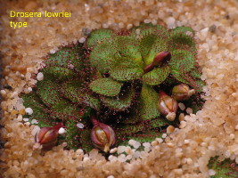 Drosera lowriei type, plant with swelling seed pods