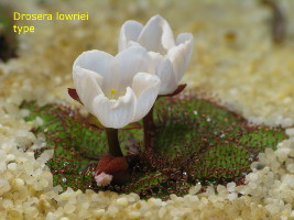 Drosera lowriei type, flowering plant