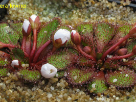 Drosera lowriei type