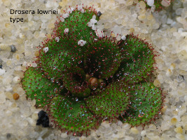 Drosera lowriei type