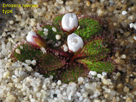 Drosera lowriei type