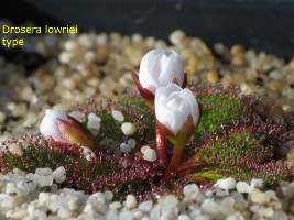 Drosera lowriei type