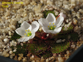 Drosera lowriei type