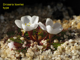 Drosera lowriei type