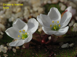 Drosera lowriei type