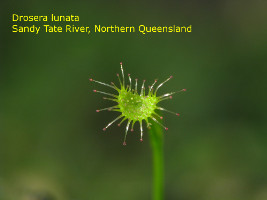 leaf of seedling