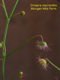 upper leaf