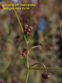 flower buds