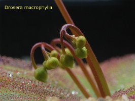 flower buds