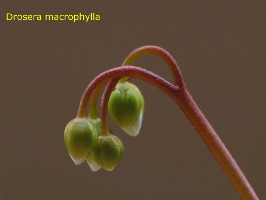 flower buds