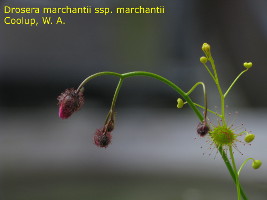 flower buds