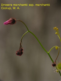 same flower buds two weeks later