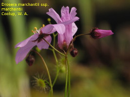 backside of the flower