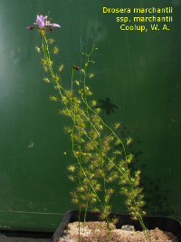 full view of the flowering plant