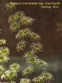 stem and leaves in back light