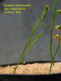 small number of bracts at the lower part of the stem