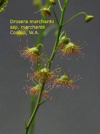 solitary leaves scattered along the the upper part of the stem