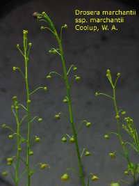 plant with flower bud