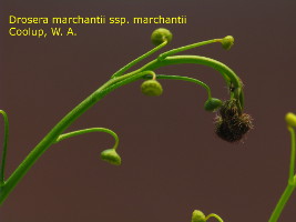 upper part of the plant. Note that the flower buds are darker than the rest of the plant