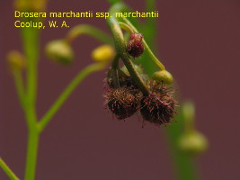 flower buds