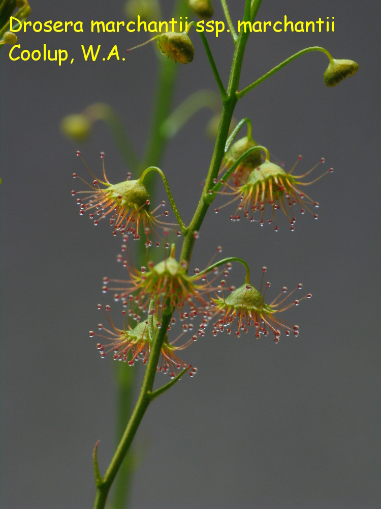 D_marchantii_Coolup2.jpg