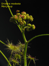 flower buds