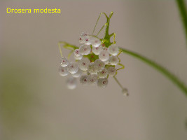 frozen D. modesta drops