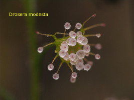 frozen D. modesta drops