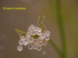 frozen D. modesta drops