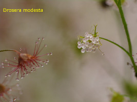 frozen D. modesta drops