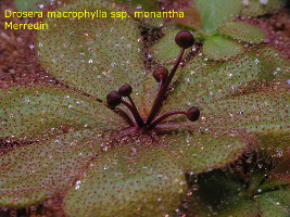 plant -  see the slightly raised leaf midrip