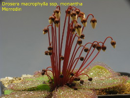 plant with many flower buds