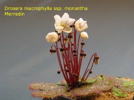 plant with many flower buds