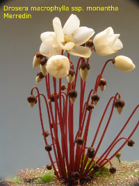 plant with many flower buds