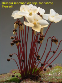 plant with many flower buds