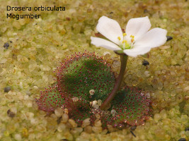 flowering plant