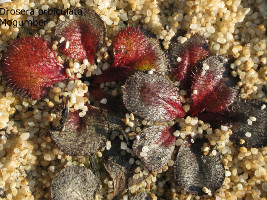 plants at the end of the growing season