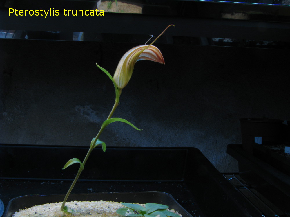Ptero_truncata1.jpg