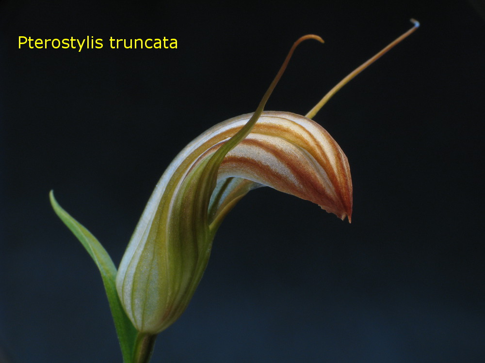 Ptero_truncata2.jpg