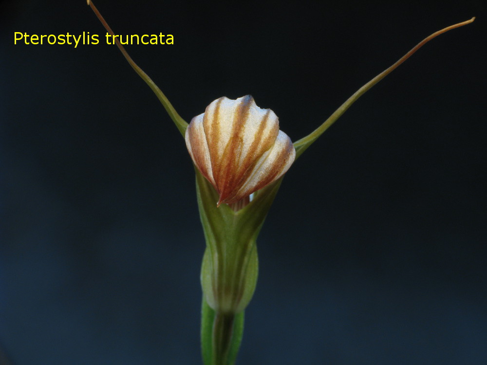 Ptero_truncata3.jpg