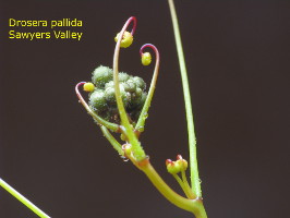 inflorescence