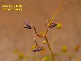 inflorescence