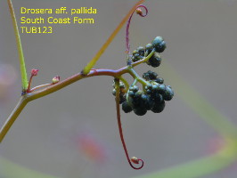 flower buds