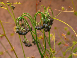 flower buds