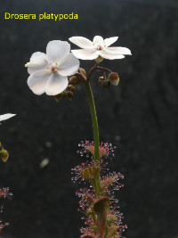 flowering plant