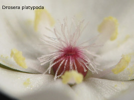 close-up of flower