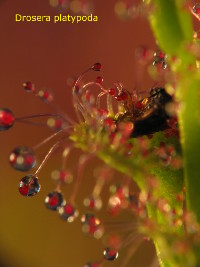 close-up of leaf with prey