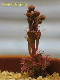 emerging plant